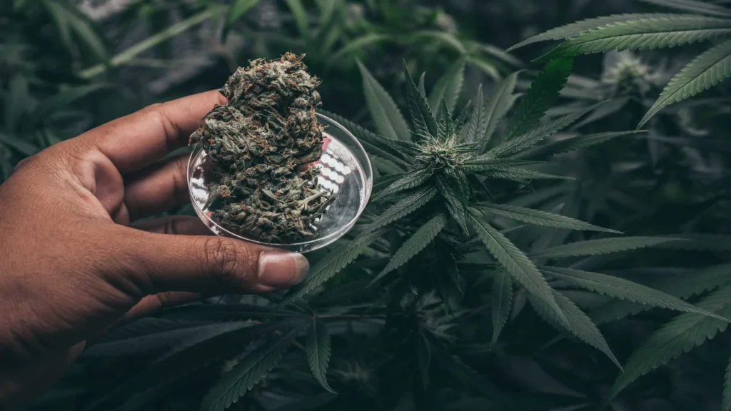 Cannabis Use Affects Working Memory, Study Finds