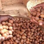 Tinubu Bans Export of Raw Shea Nuts for 6 Months
