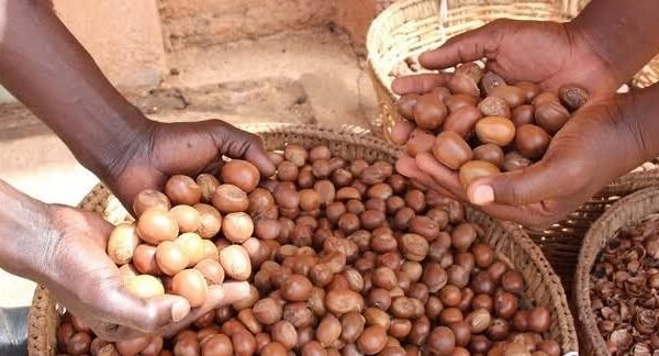 Tinubu Bans Export of Raw Shea Nuts for 6 Months