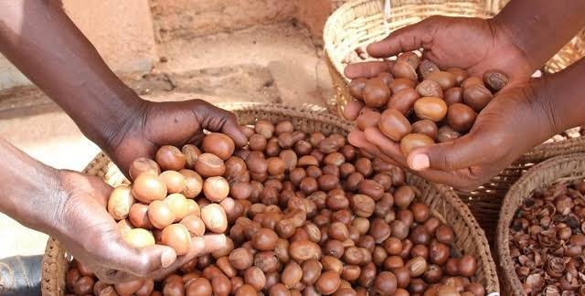 Tinubu Bans Export of Raw Shea Nuts for 6 Months